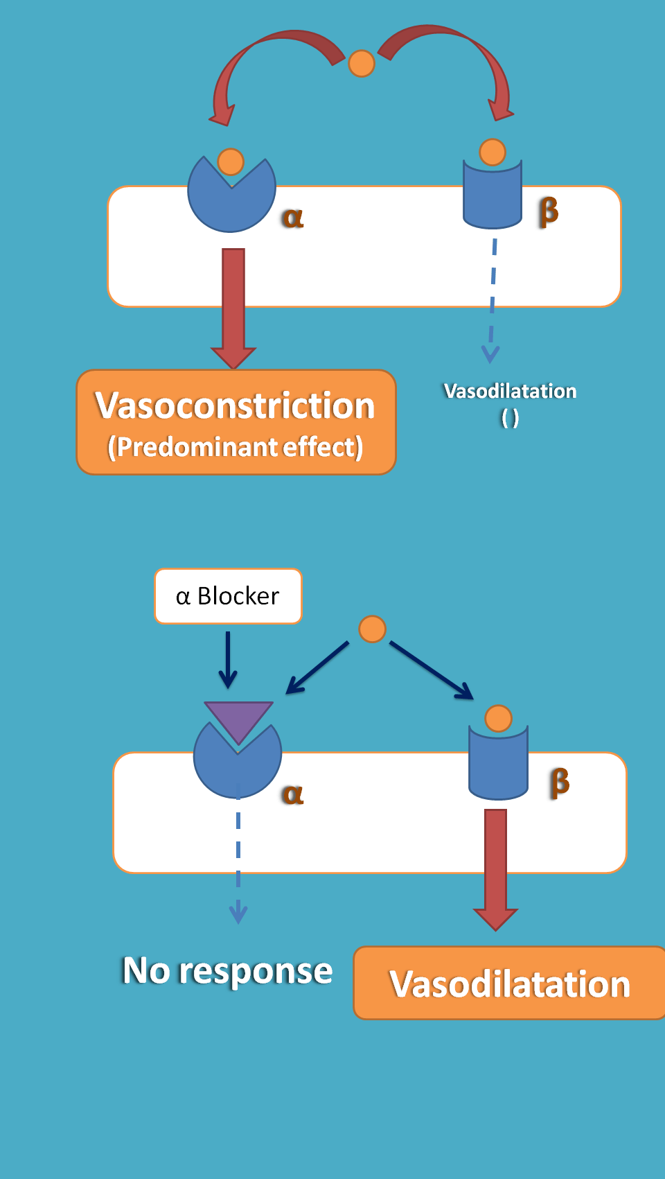 dales vasomotor reversal