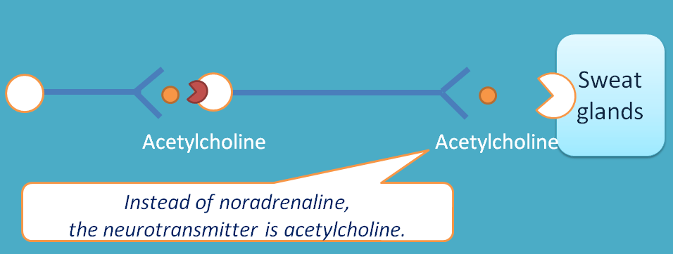 acetylcholine as mediator at sweat glands