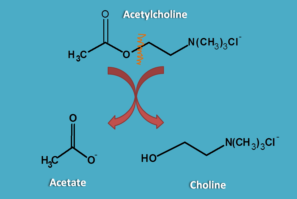 Cleavage of acetylcholine