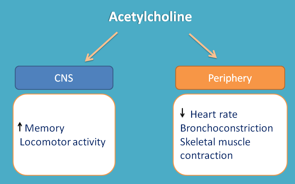 acetylcholine acts as mediator both in cns and periphery
