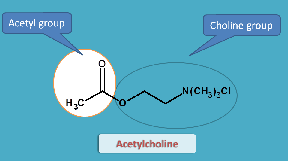 Structure of acetylcholine