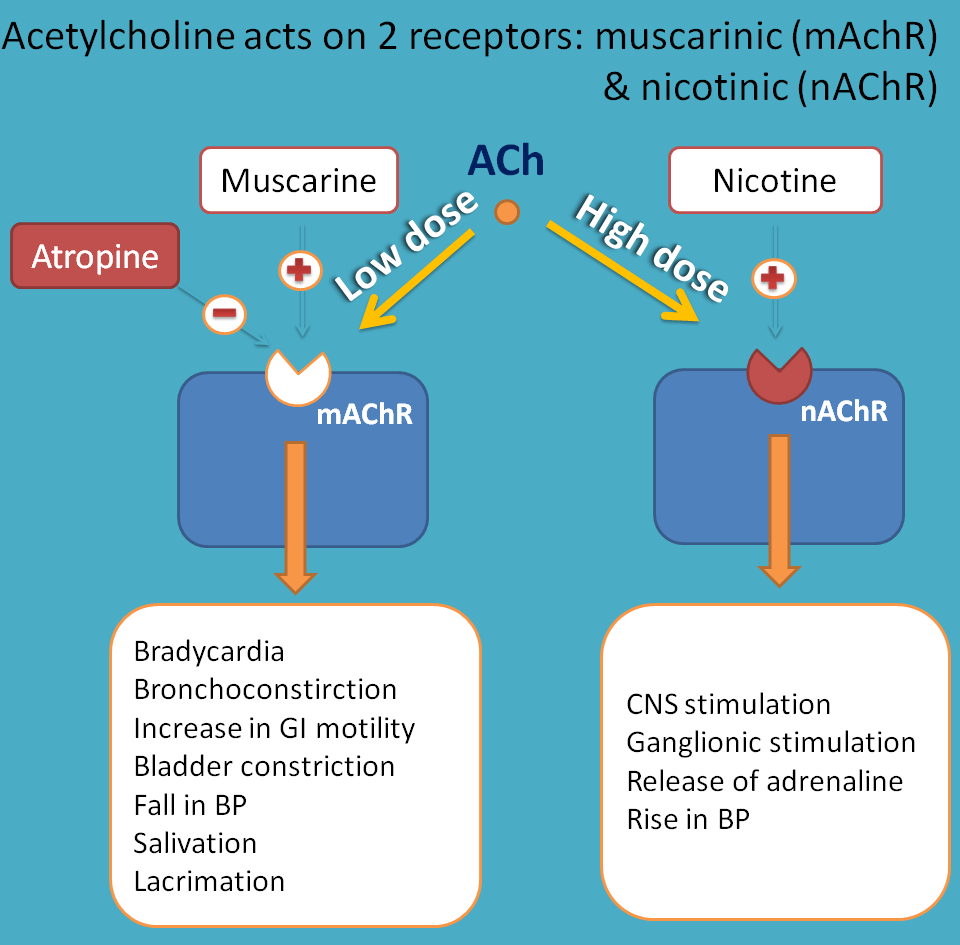 acetylcholine acting on two receptors