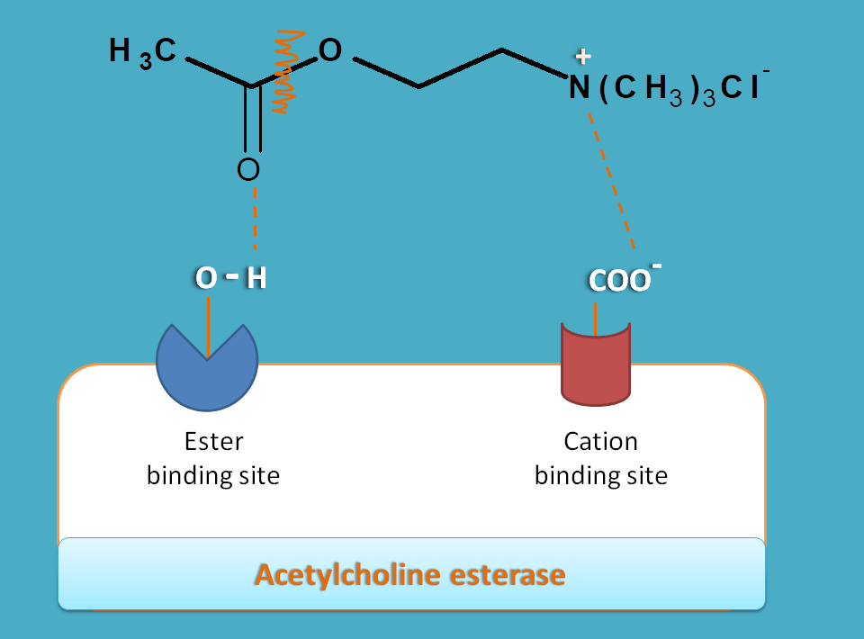 binding of acetylcholine on cholinesterase