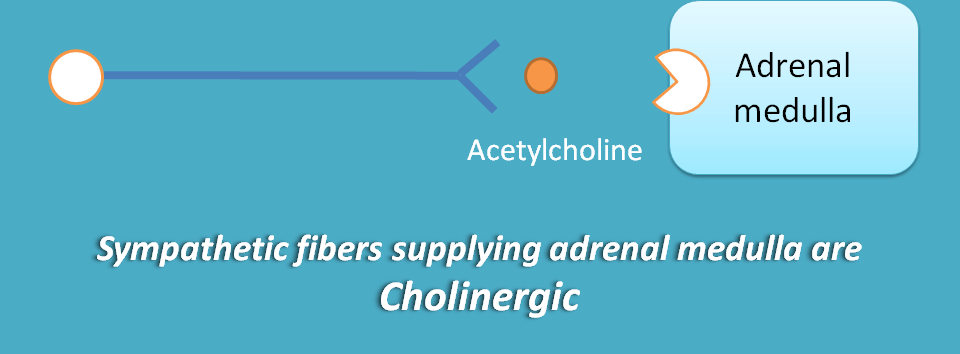 cholinergic receptors at adrenal medulla