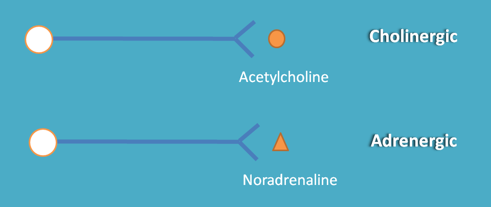 usage of adrenergic and cholinergic terms