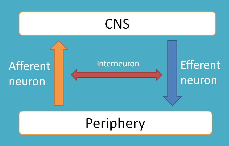 afferent and efferent neurons