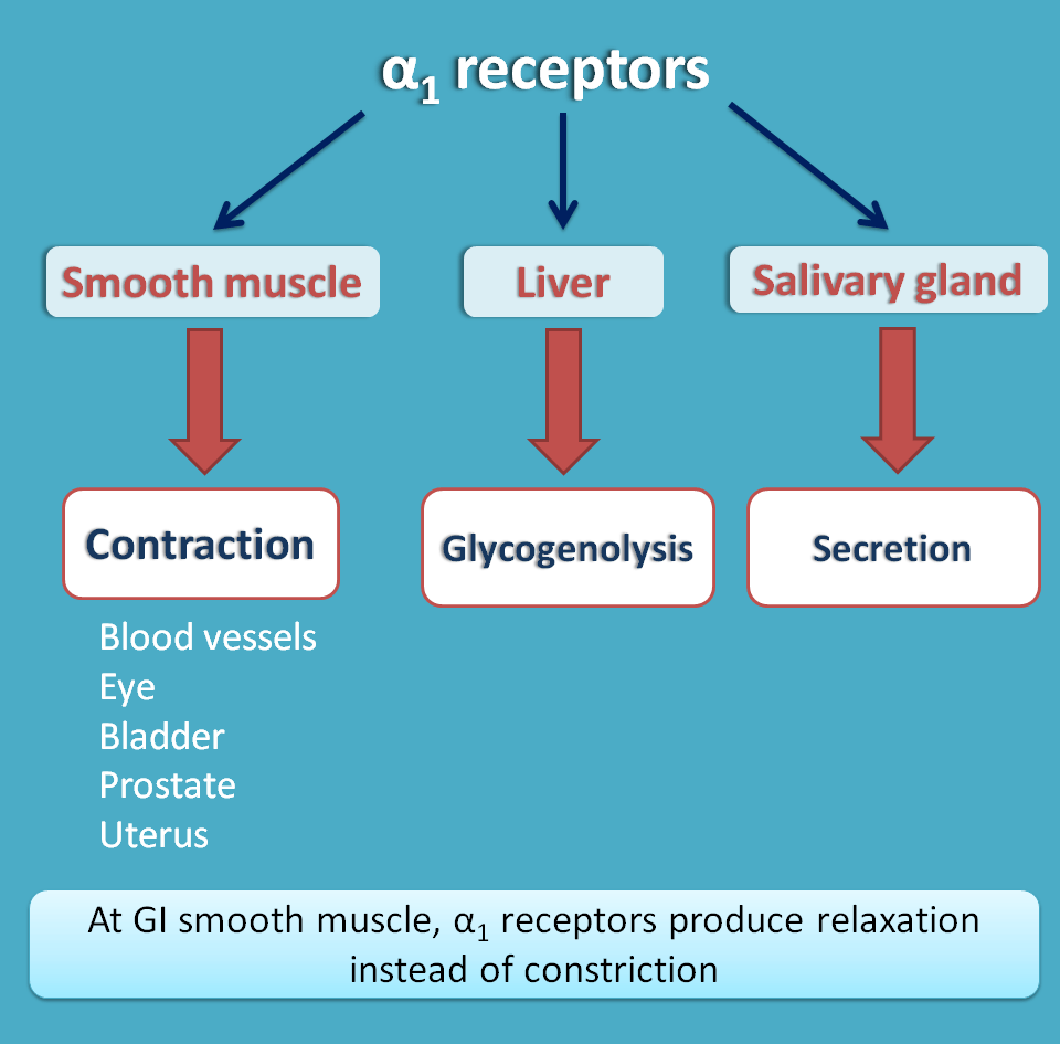 actions of alpha1 receptors