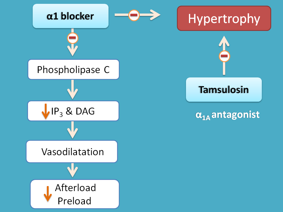 mechanism of alpha blockers