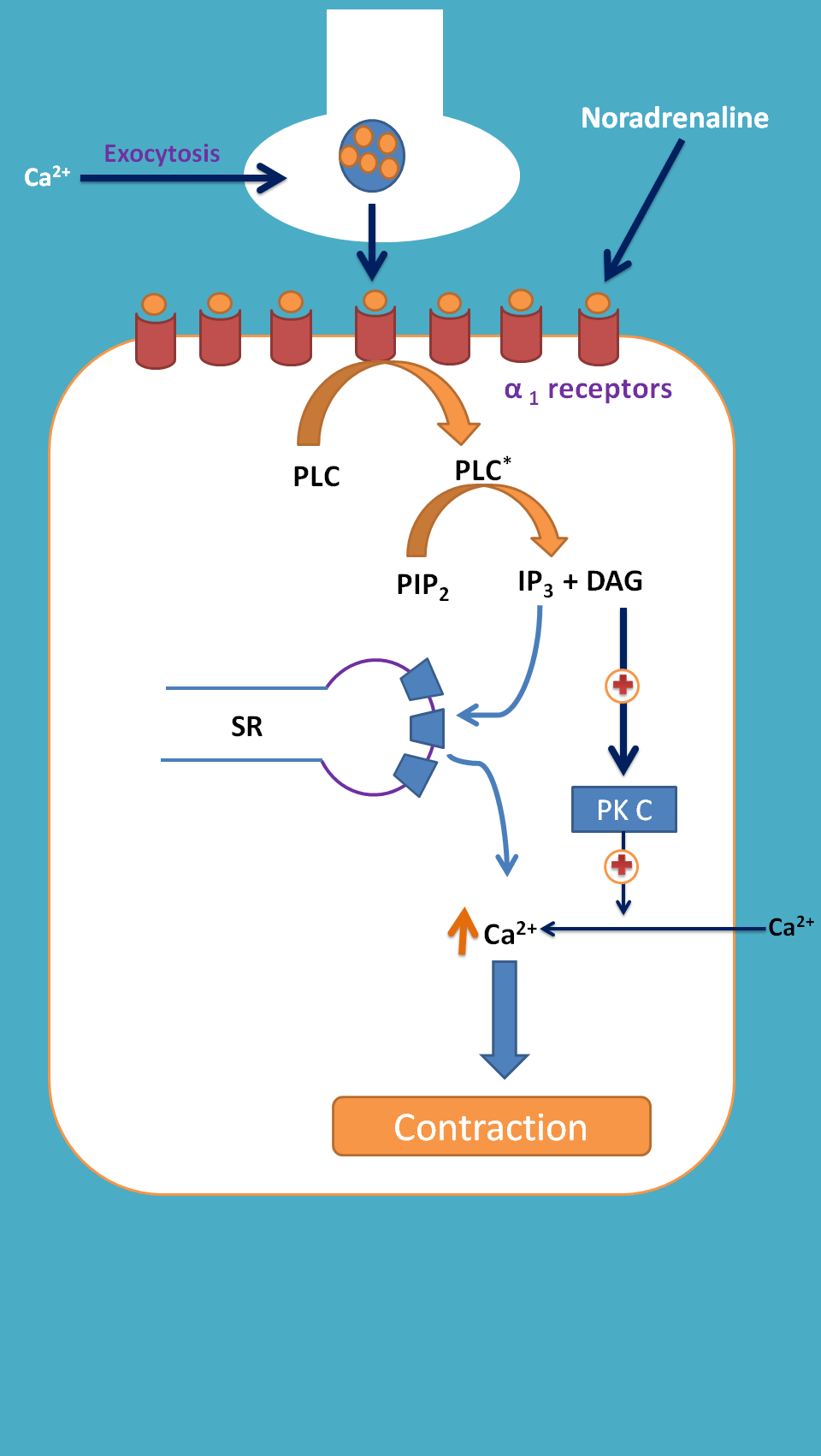 contraction by alpha1 receptors