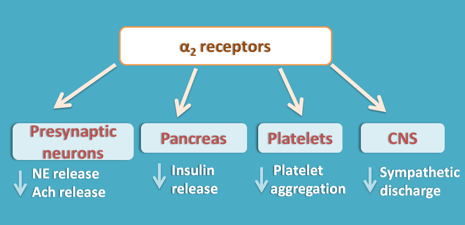 actions of alpha2 receptors