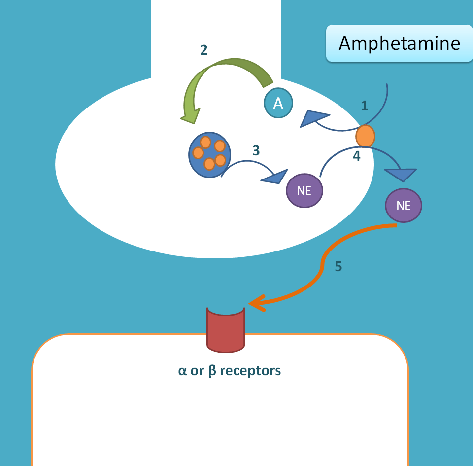 mechanism of amphetamine