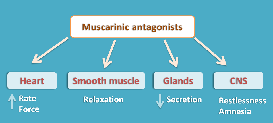 anticholinergic actions