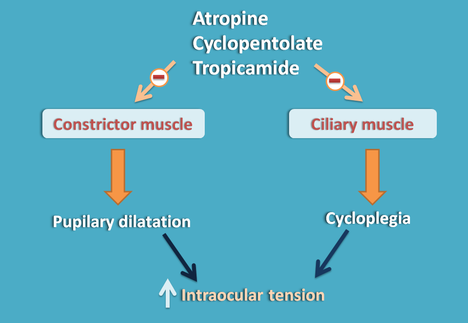 action of anticholinergis on eye