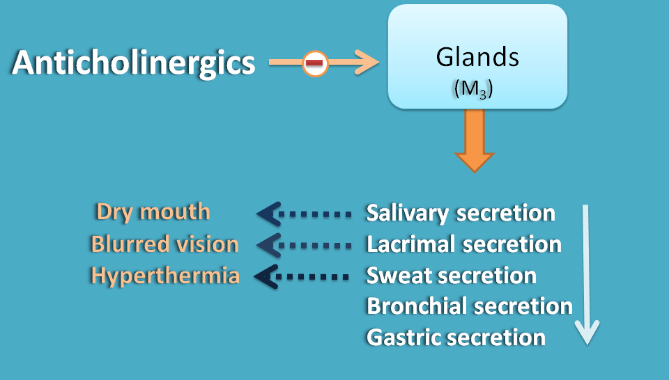 action of anticholinergics on glands