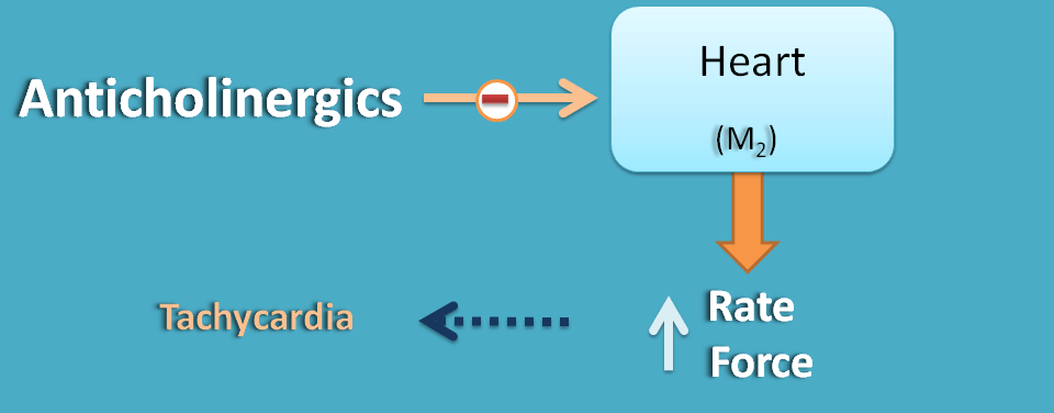 action of anticholinergics on heart