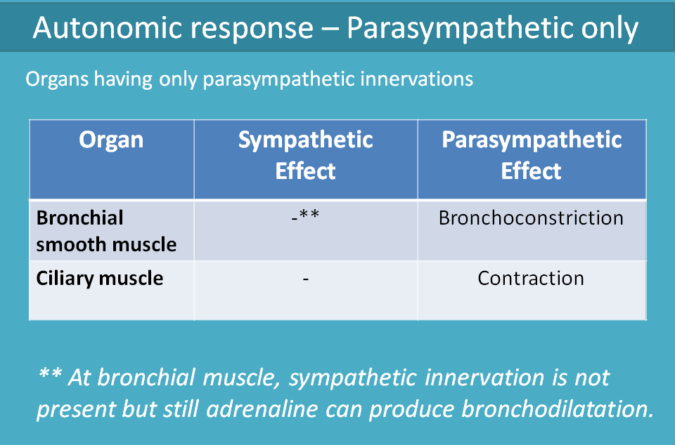 Only parasympathetic innervation at lungs