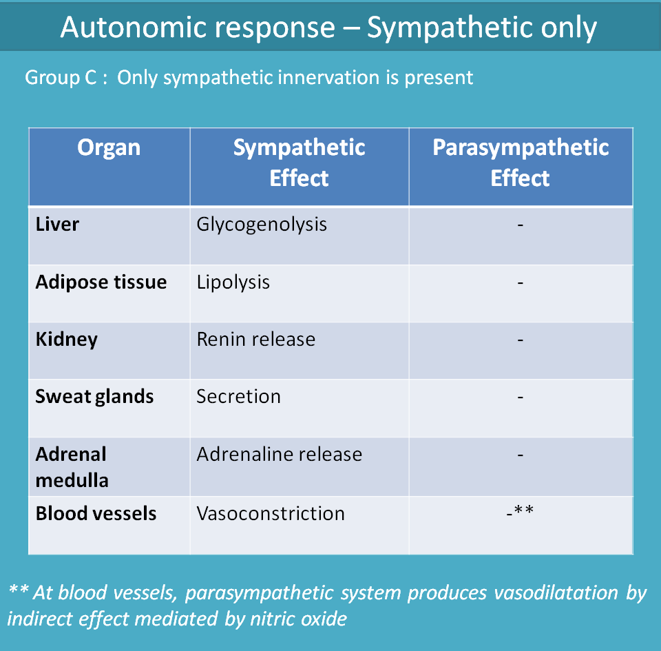 Only sympathetic innervation at various organs