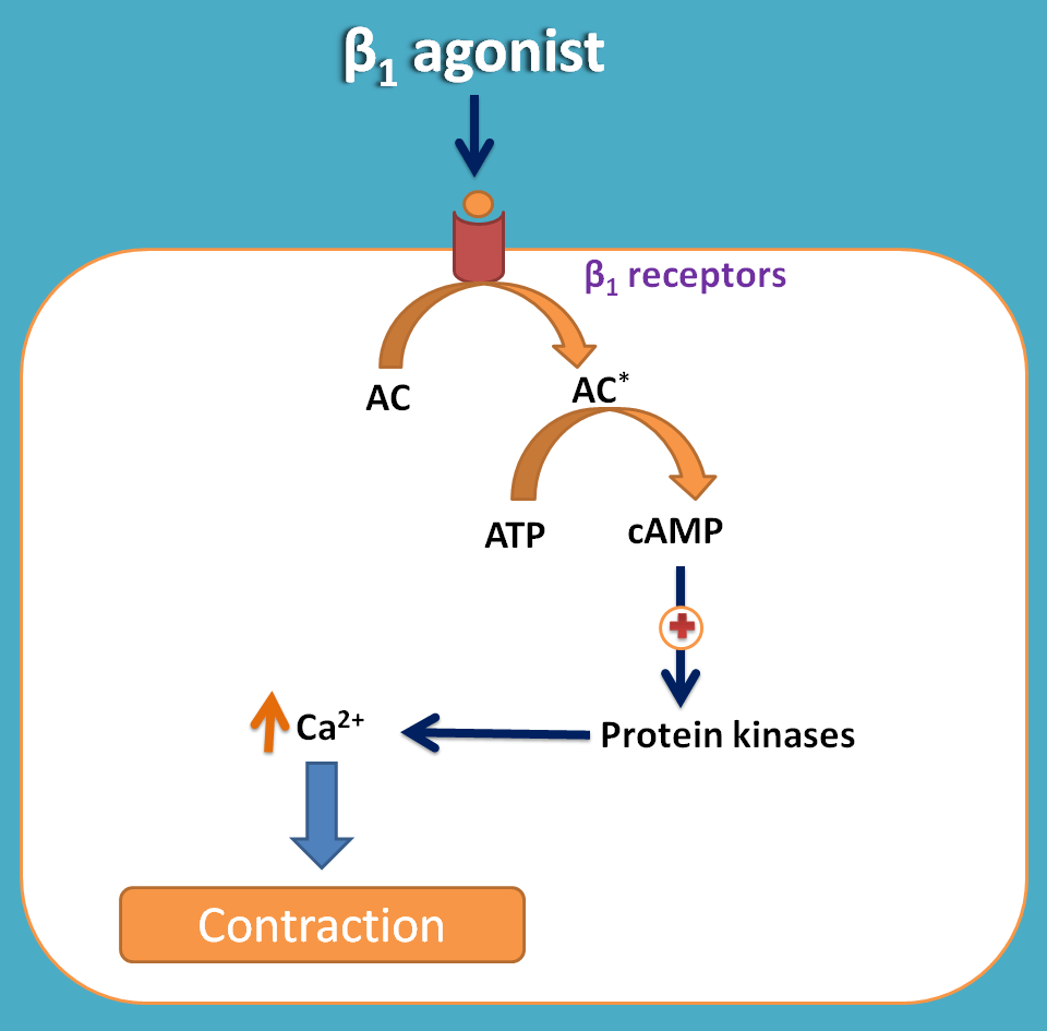 action of beta1 agonists