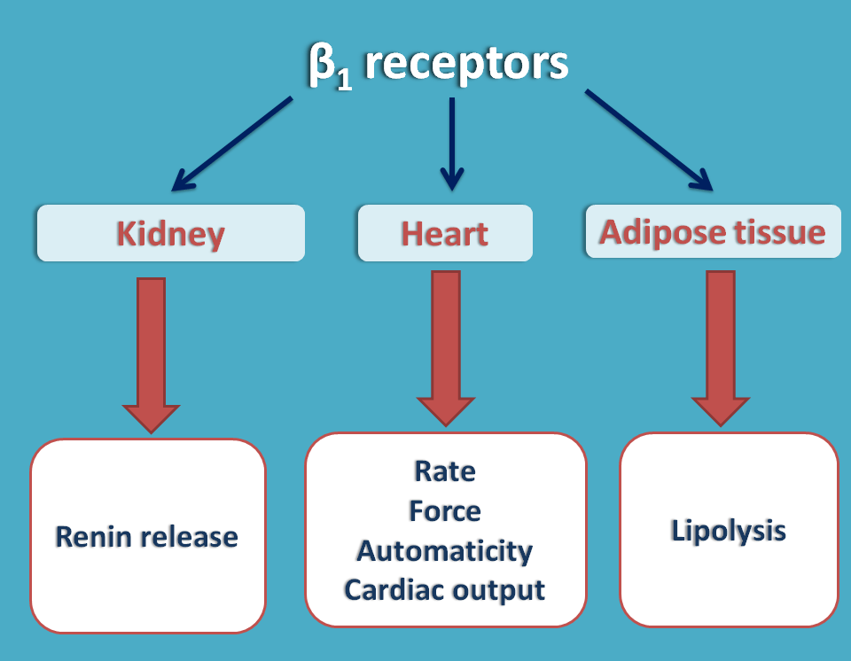 actions of beta1 receptors