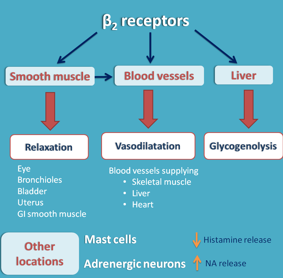 actions of beta2 receptors