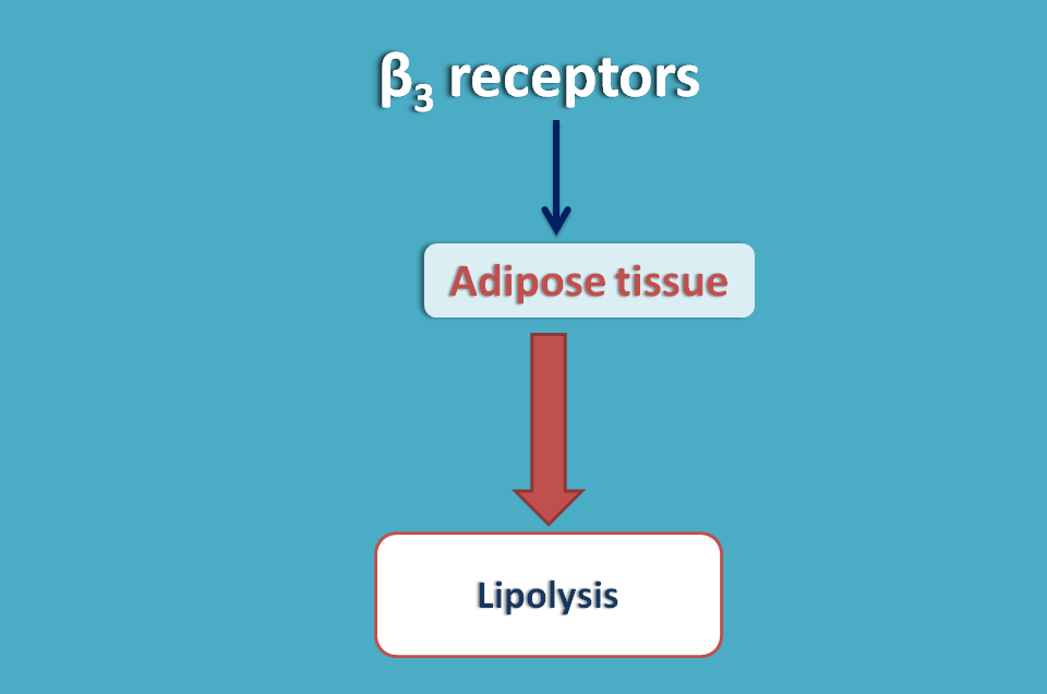 actions of beta3 receptors