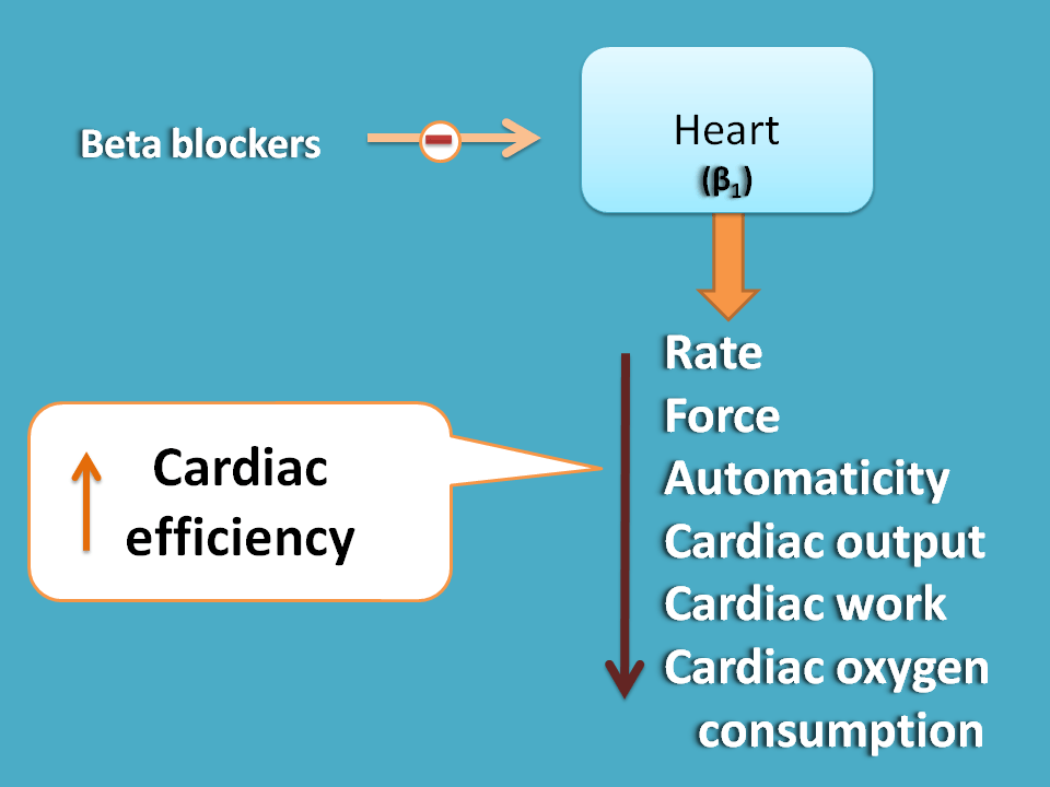 action of beta blcokers on heart