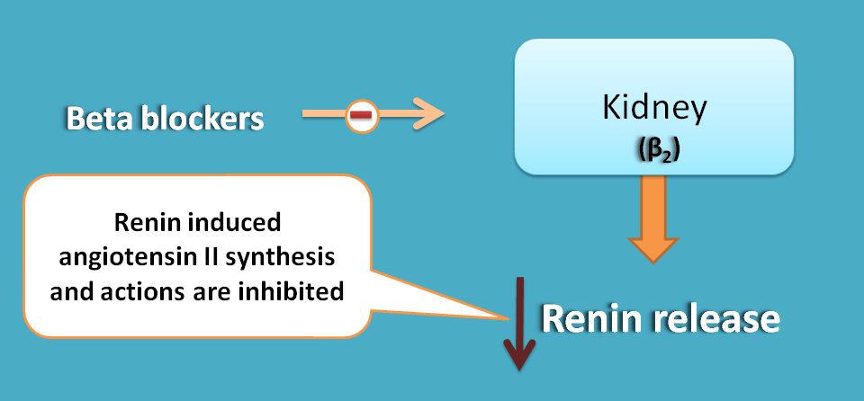 action of beta blockers on kidney