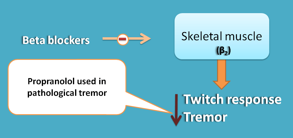 action of beta blockers on muscle