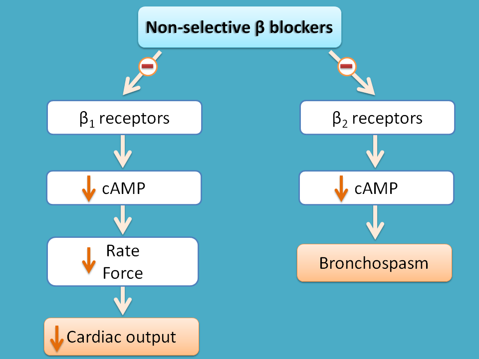 non-selective action of beta blockers