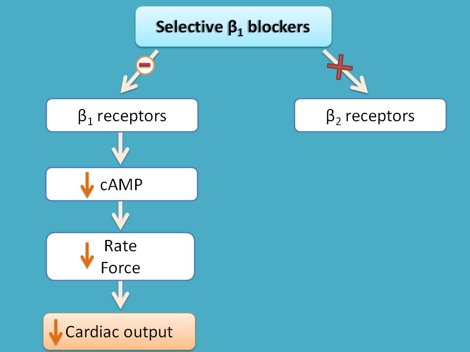 selective action of beta blockers