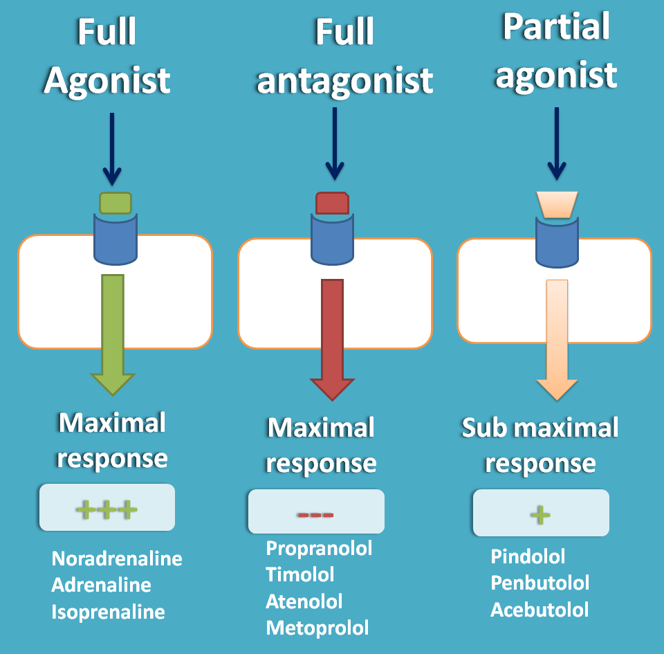 beta blockers with partial agonist activity