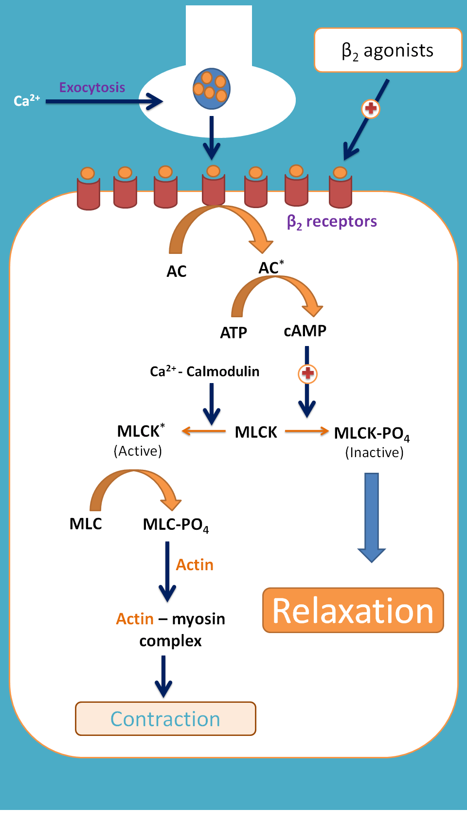 beta2 agonists producing relaxation