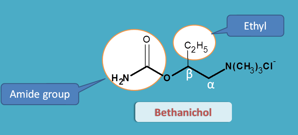 structure of bethanechol