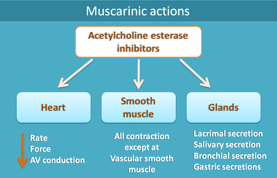 muscarinic actions of cholinesterase inhibitors