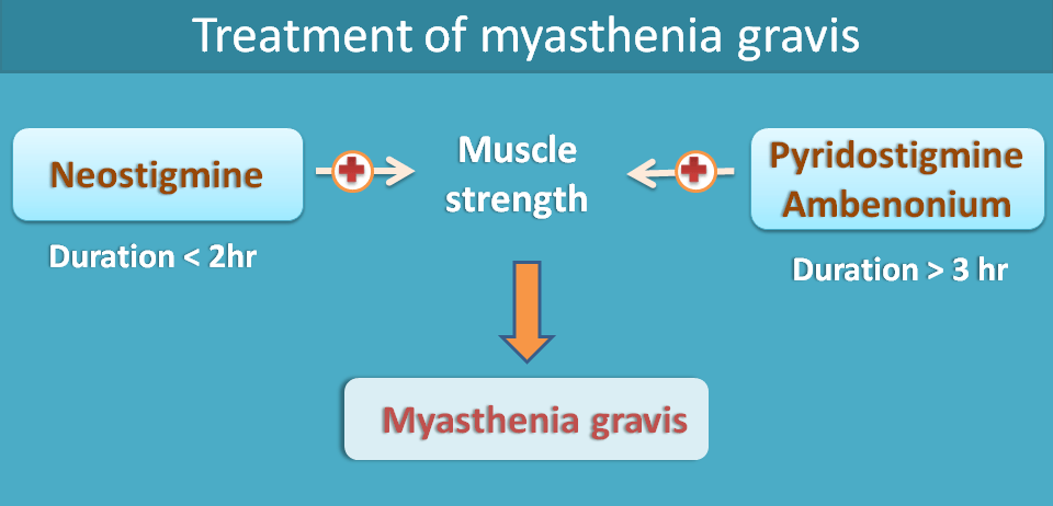 cholinesterase inhibitors in myasthenia gravis