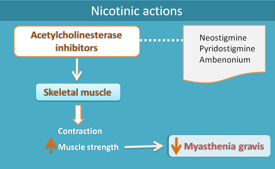 nicotinic actions of cholinesterase inhibitors