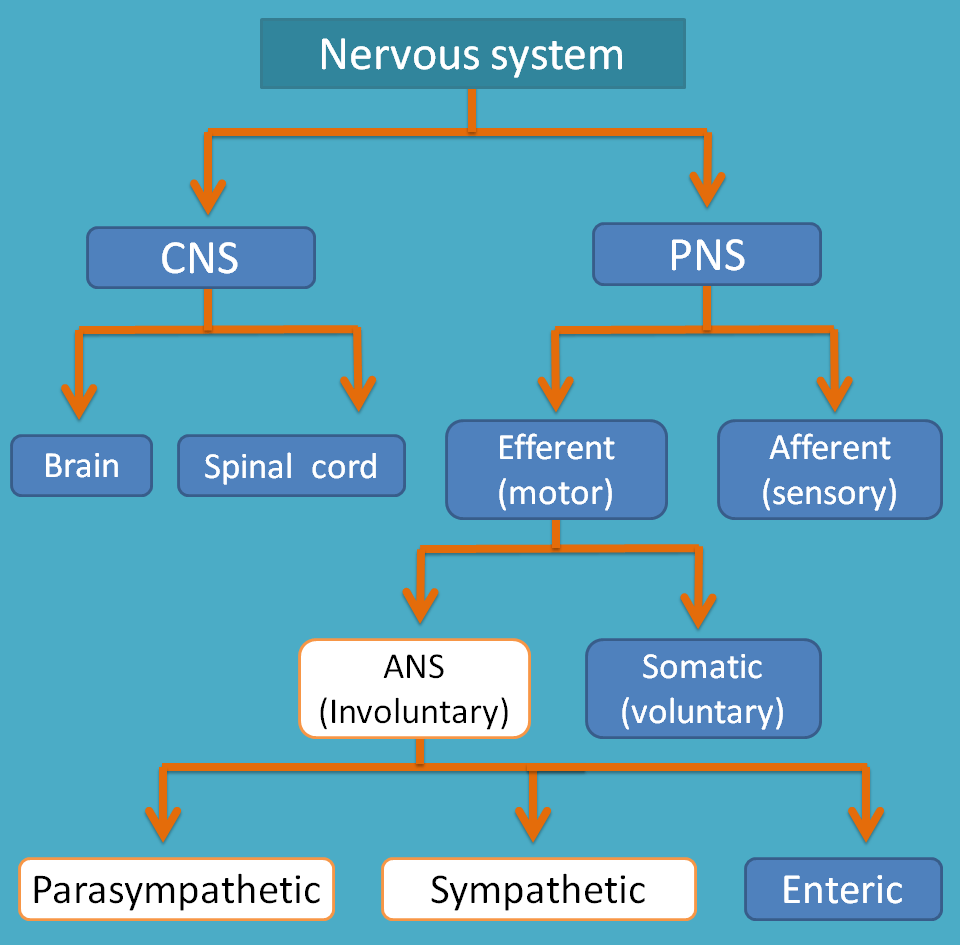 classification of nervous system