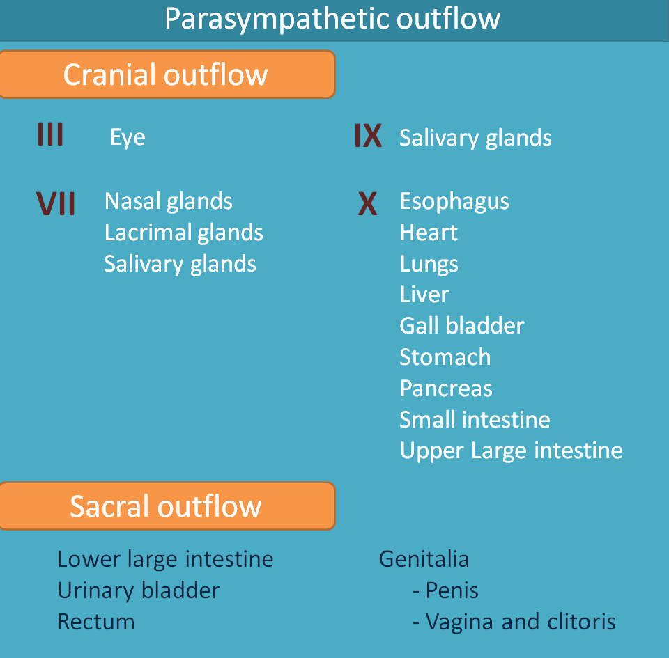 cranio sacral outflow 