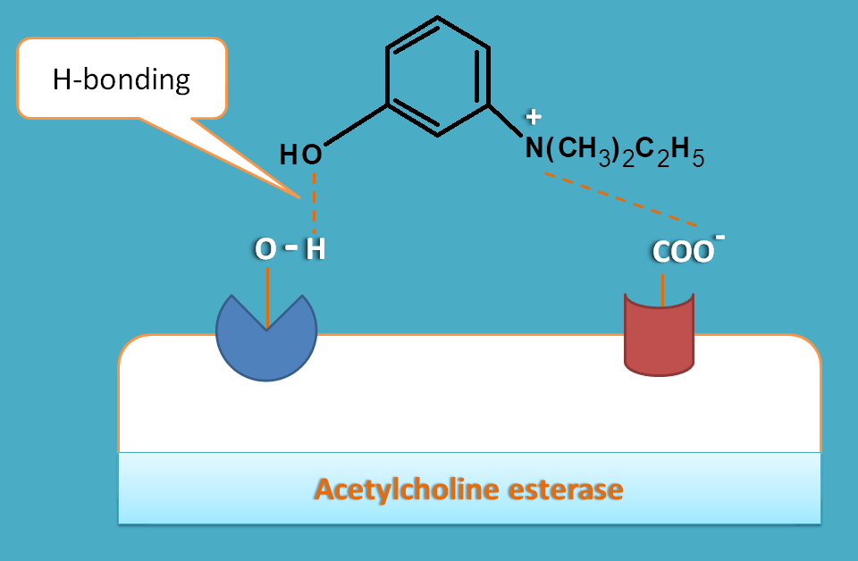 binding of edrophonium on choinesterase