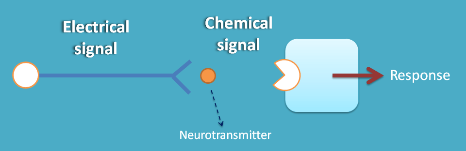 electical signal is converted in to chemical signal at synapse