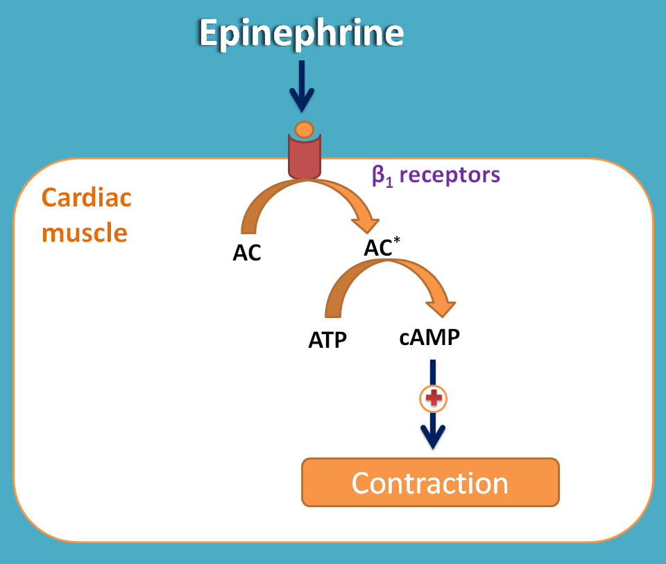 effect of ephedrine on cardiac muscle