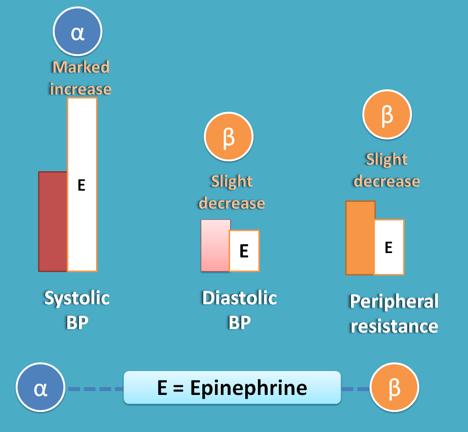 effect of epinephrine on bp