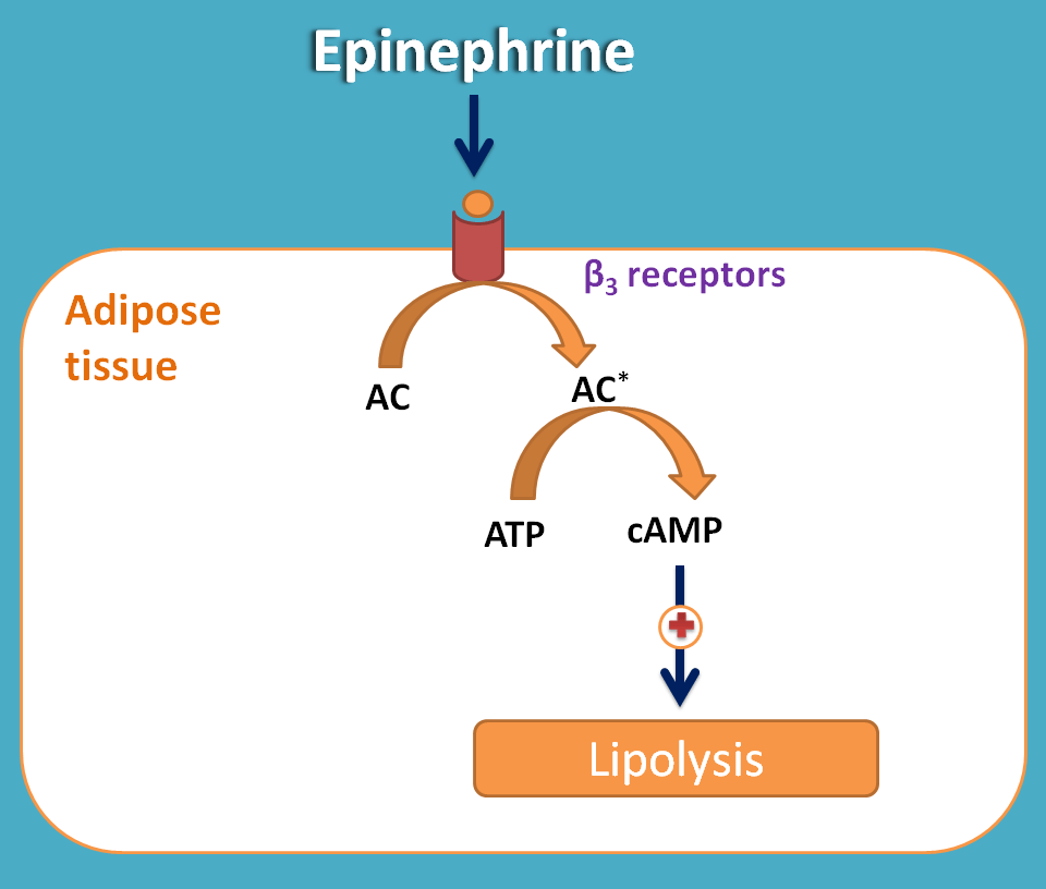 effect of epinephrine on lipolysis