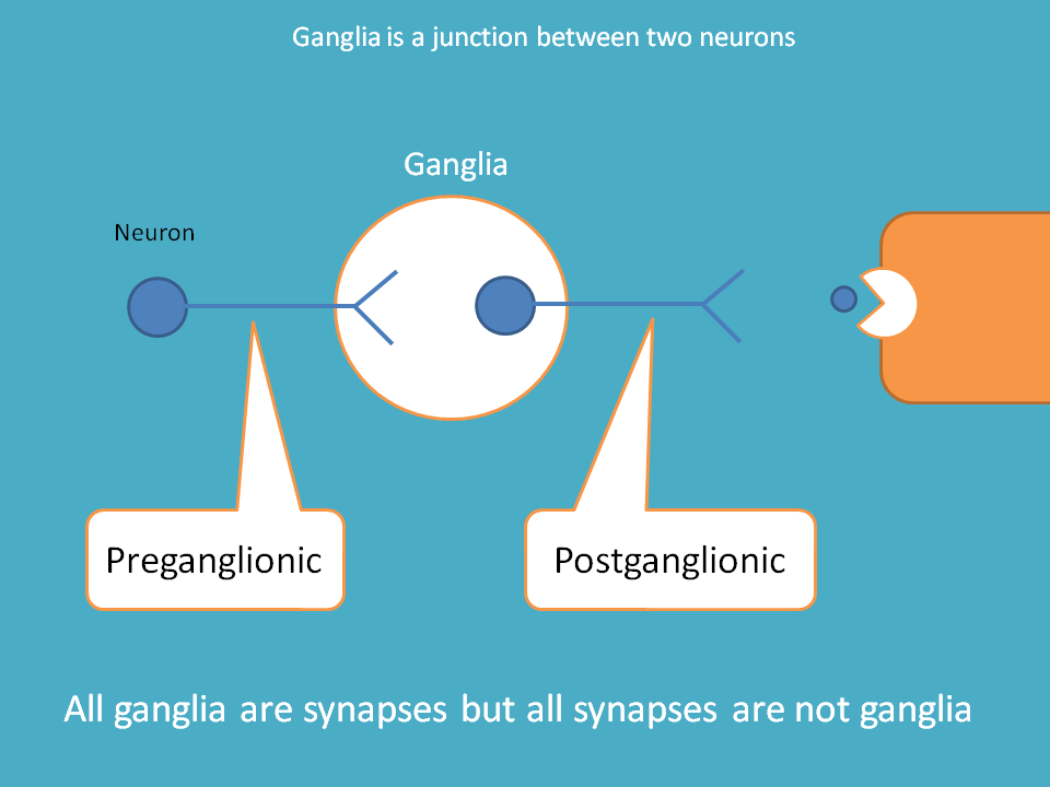 ganglia