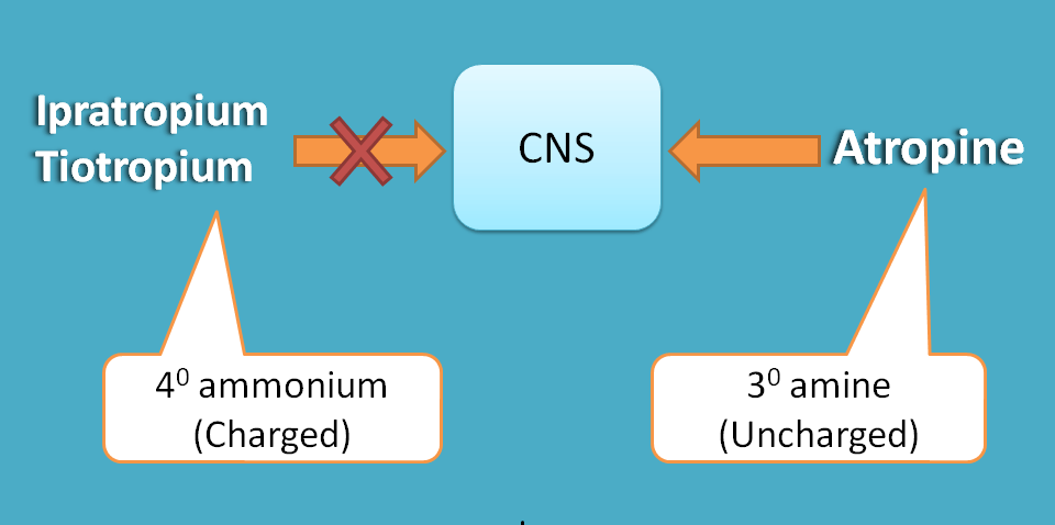 ipratropium cannot enter into cns