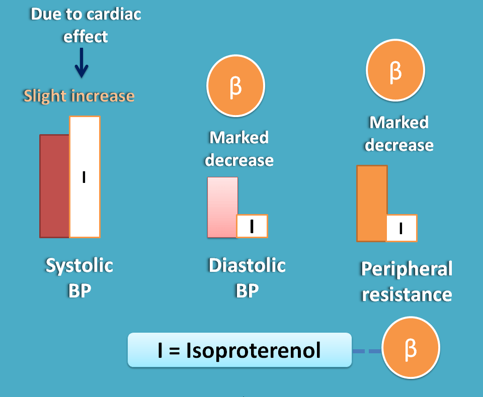 effect of isoproternol on bp