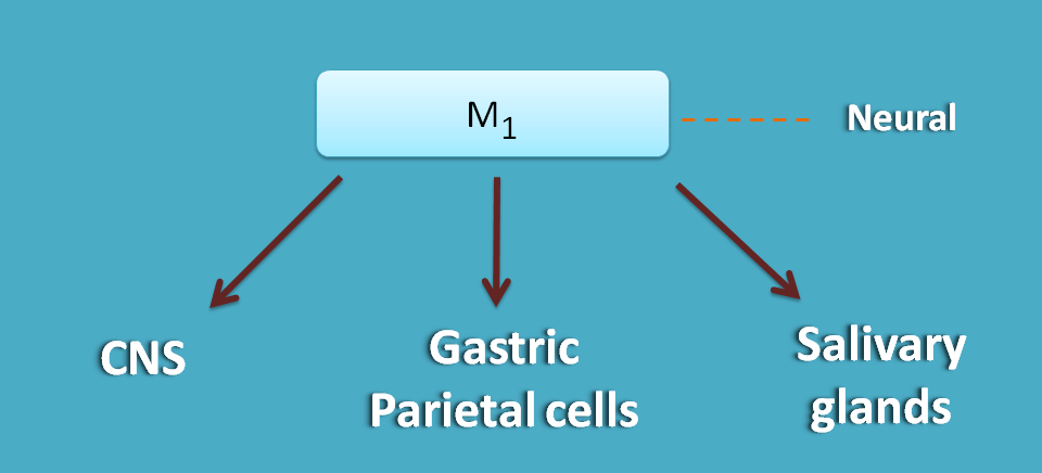 M1 receptors