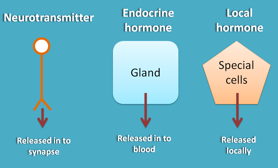 chemical mediators acting as local hormone