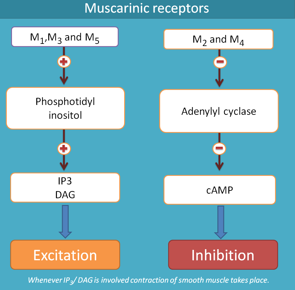 muscarinic acetylcholine receptors and secondary messengers