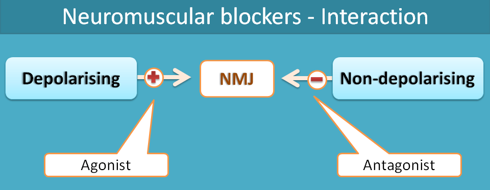 Nature of interaction of neuromuscular blockers